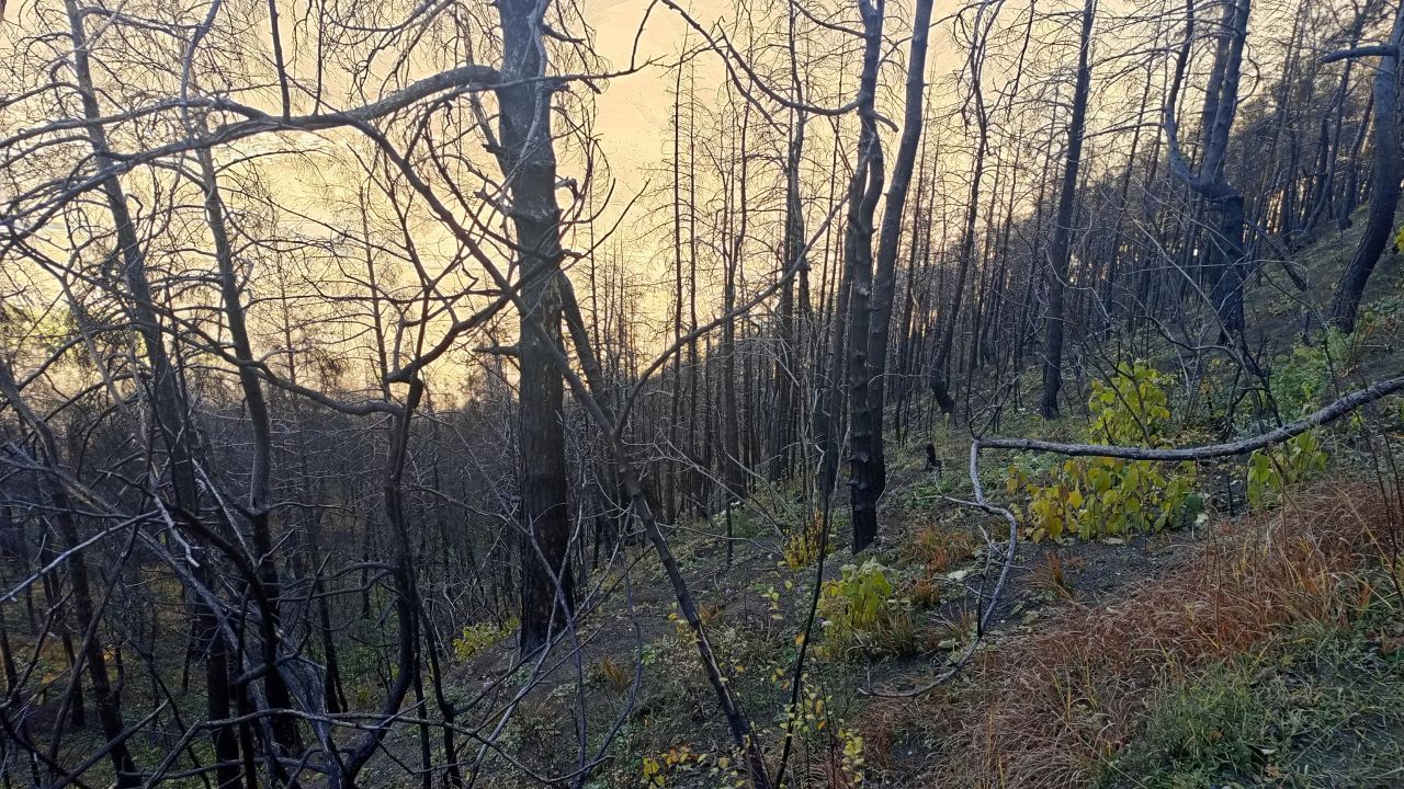 Работники ПЧ-50 отмечены благодарностями от Даглесхоза